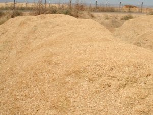 Bakan Kirişçi: Ülkemizde yıllık yaklaşık 24 milyon ton saman üretiliyor