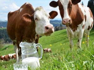 Türkiye'de geçen yıl 21,6 milyon ton çiğ süt üretildi