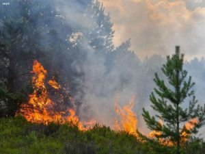 İskenderun'da orman yangını