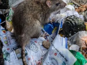 İtalya’da fare istilası