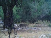 Anadolu Parsı aylar sonra yeniden görüntülendi