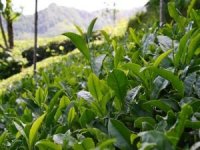 Çay üreticilerine 303 milyon lira ödeme yapılacak