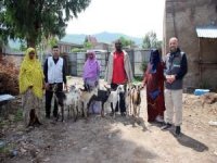 Avrupa Yetim Eli Derneği yetkilileri Etiyopya'da ihtiyaç sahiplerine süt keçisi dağıttı