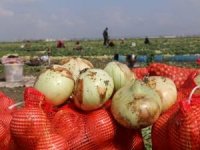 Adana'da 'turfanda' soğan hasadı başladı