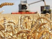 Kazakistan tahıl ithalatı yasağını uzattı