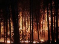 Tokat'ta orman yangın