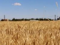 ​Adana'da buğday 1,75 liradan alıcı buldu