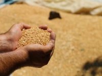 TMO: Yeni sezona kadar hububat ve ekmeklik buğday stoku yeterli
