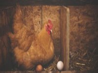 Tavuk eti ve tavuk yumurtası üretimi azaldı