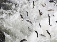 Van Gölü'nde İnci kefali için av yasağı başlıyor