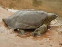 Nesli tükenmeyle karşı karşıya olan Fırat kaplumbağaları Dicle Nehrinde görüldü