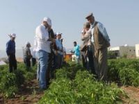 Silopi'de sebze yetiştiriciliği yaygınlaştırılıyor