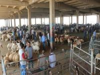 Çiftçi: “Yanlış politika hayvan sektörünü çok zayıflattı”