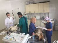 Belediyeden sokak hayvanlarına kısırlaştırma ve aşı operasyonu