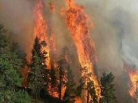 İklim değişikliği orman yangınlarını artırıyor