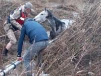 İki gündür çamura saplı kalan at kurtarıldı