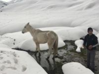 Karda mahsur kalan at kurtarıldı