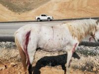 Atların ateşli silahla vurulması tepkiye neden oldu