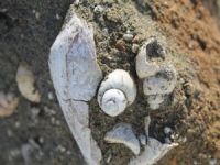 Muş'ta bin 900 metre rakımda fosiller bulundu