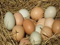 Yumurta üreticilerine mısır desteği