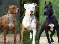 Sivas'ta 4 köpek ırkını beslemek yasaklandı