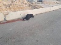 İşgal çeteleri bir Filistinli kadını katletti