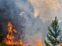 Osmaniye'deki orman yangınını söndürme çalışmaları sürüyor
