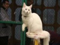 Van kedisi uluslararası yarışmada birinci çıktı