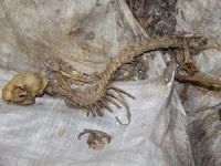 Tarihi Sur'da esrarengiz hayvan iskeleti bulundu