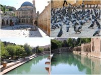 Şanlıurfa Dergâh Camii'nin bahçesi güvercinlere kaldı