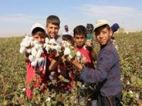 Mardin Ovasındaki çiftçiler, pamuk ekimine başladı