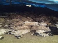 Elazığ’da kurtlar 110 koyunu telef etti