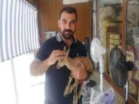 Siirt'te bulunan ceylanı yavrusu koruma altına alındı