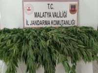 Malatya’da 7 bin 500 kök kenevir bitkisi ele geçirildi