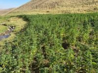 PKK operasyonunda yüklü miktarda uyuşturucu ele geçirildi