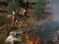 Siyonist yerleşimciler Filistinlilerin en önemli gelir kaynağı zeytin ağaçlarını yakıyor