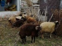 Ağrı’da yakalanan koyun hırsızları serbest bırakıldı