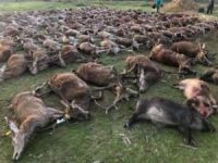 Portekiz'deki hayvan katliamı tepkilere neden oldu