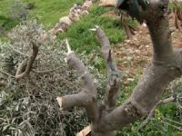 Siyonist çeteler Filistinlilerin arazi ve zeytinliklerine saldırdı
