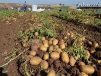 Belediyeler üreticiden patates alacak