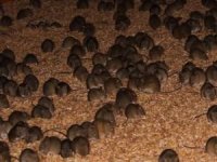 Avustralya'nın Yeni Güney Galler eyaletinde fare istilası