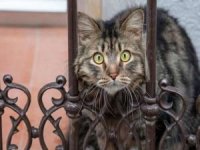 Avustralya'da evcil kedilere sokağa çıkma yasağı getiriliyor