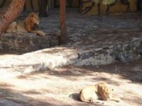 Gaziantep Hayvanat Bahçesinde aslan kaçtı: 3 yaralı