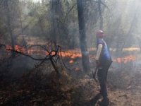 AFAD'tan orman yangınlarına ilişkin açıklama