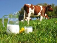 Ticari süt işletmelerince 874 bin ton inek sütü toplandı