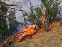 Şemdinli'de ormanlık alanda yangın