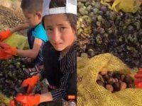 Doğu Türkistan'da zorla çalıştırılma çocuklara kadar indi
