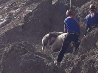 Kayalıklarda mahsur kalan koyunlar uzun uğraşlar sonucu kurtarıldı