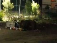 Kars’ta aç kalan ayılar şehir merkezine indi