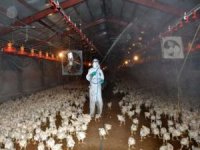 Japonya'da kuş gribi: 143 bin tavuk itlaf edilecek